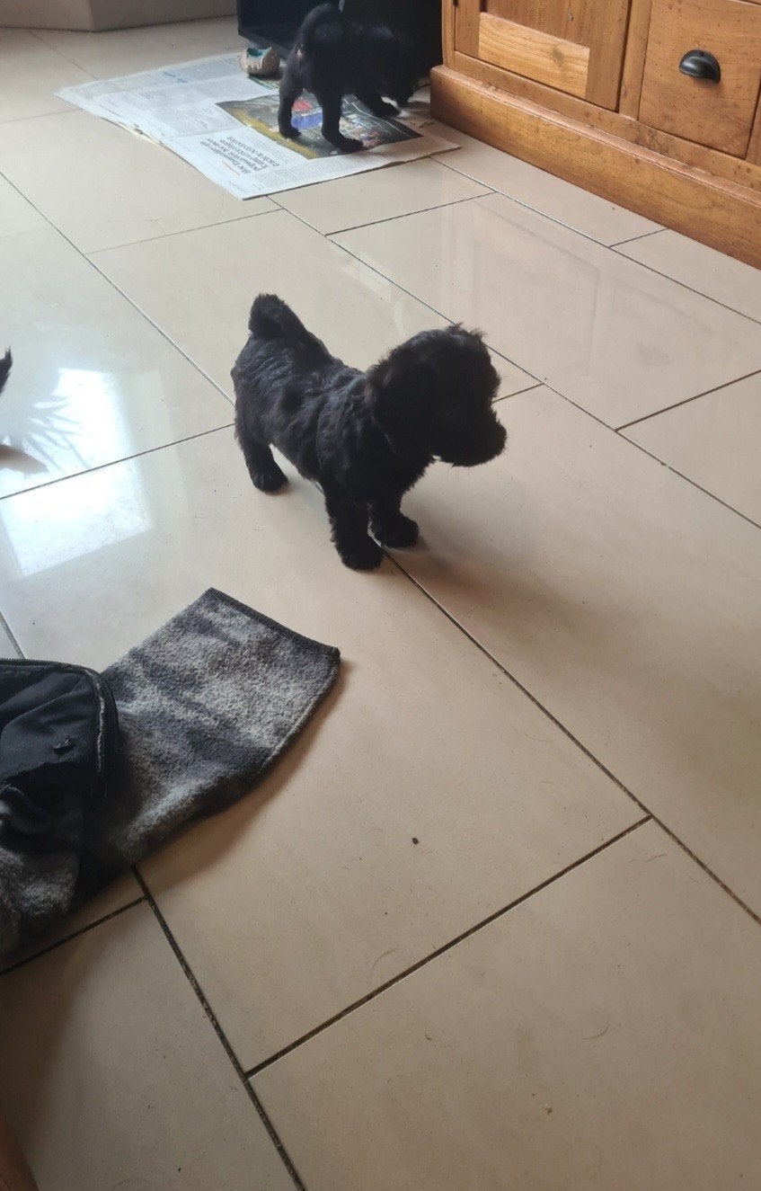 Dwergteckel x dwergpoedel pup, doxiepoo! Teefje., Parvo, 8 tot 15 weken, Meerdere, Nederland