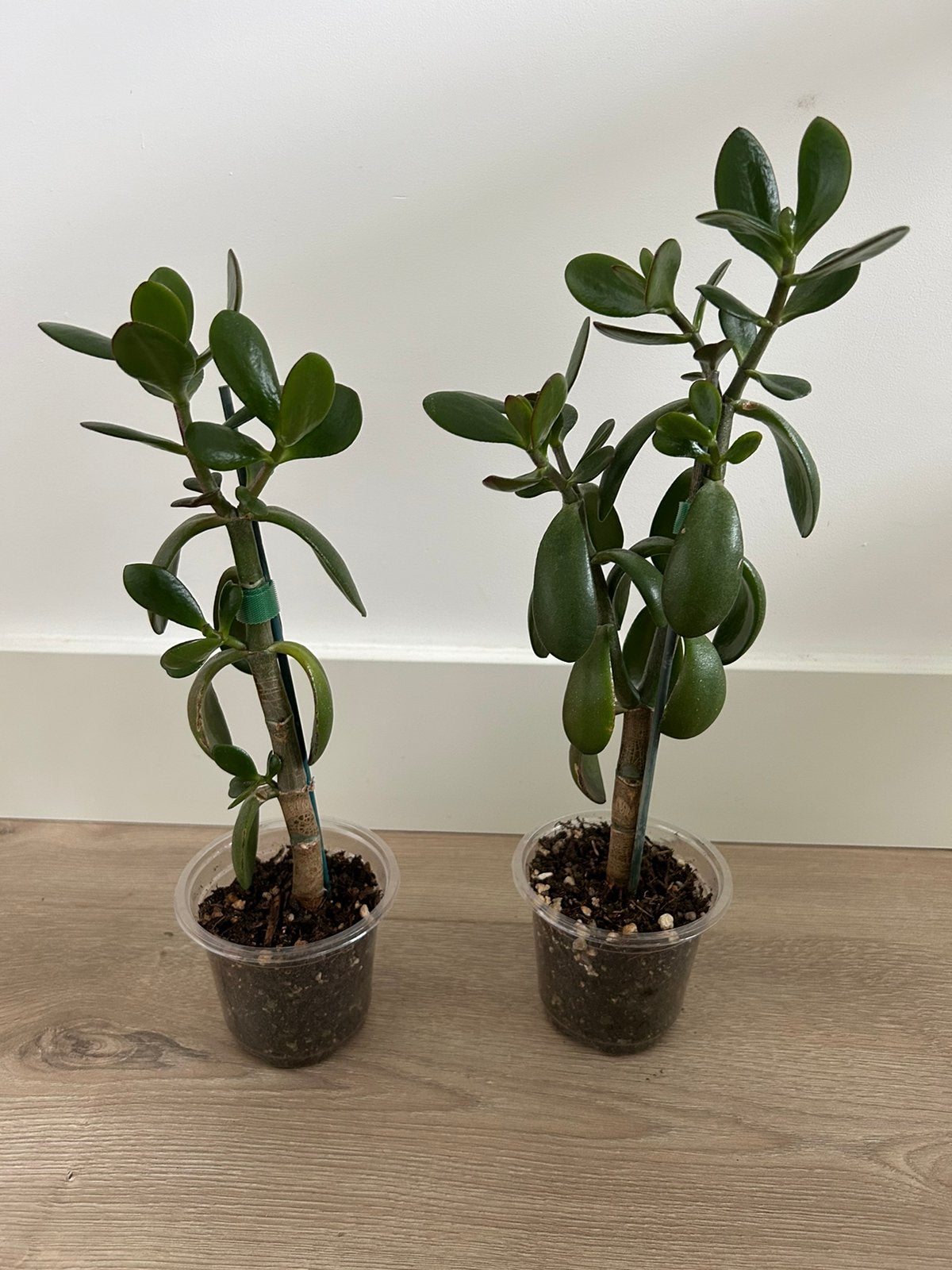 Small Crassula Ovata Trees (Jade Plant 5€ each), Ophalen, Halfschaduw, Minder dan 100 cm