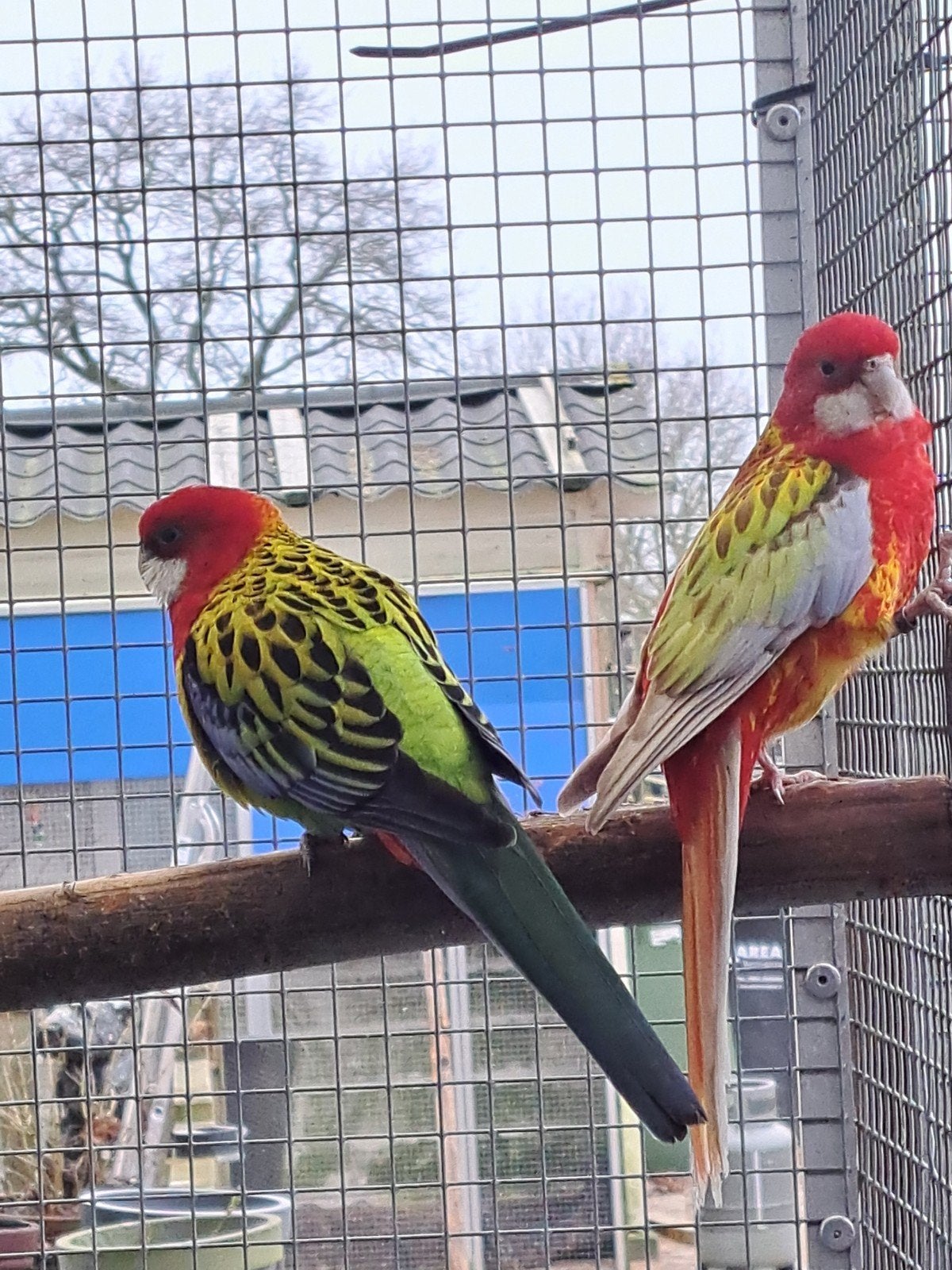 rosella 1-1, Meerdere dieren, Parkiet, Geringd