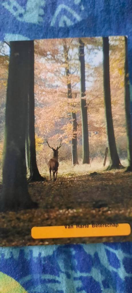 kaart van harte beterschap van de Veluwe, Verzamelen, Ophalen of Verzenden, 1960 tot 1980, Gelopen, Gelderland