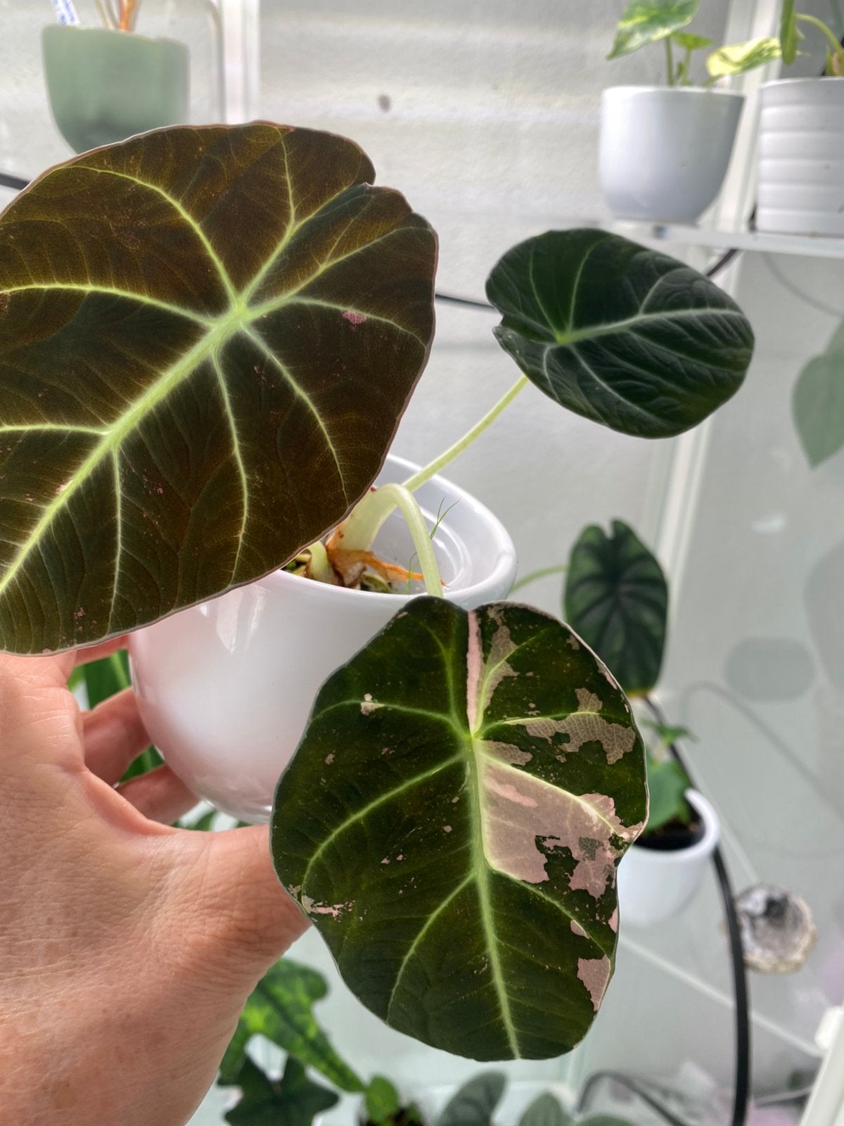 Alocasia black velvet pink variegated, Ophalen of Verzenden, Halfschaduw, Minder dan 100 cm