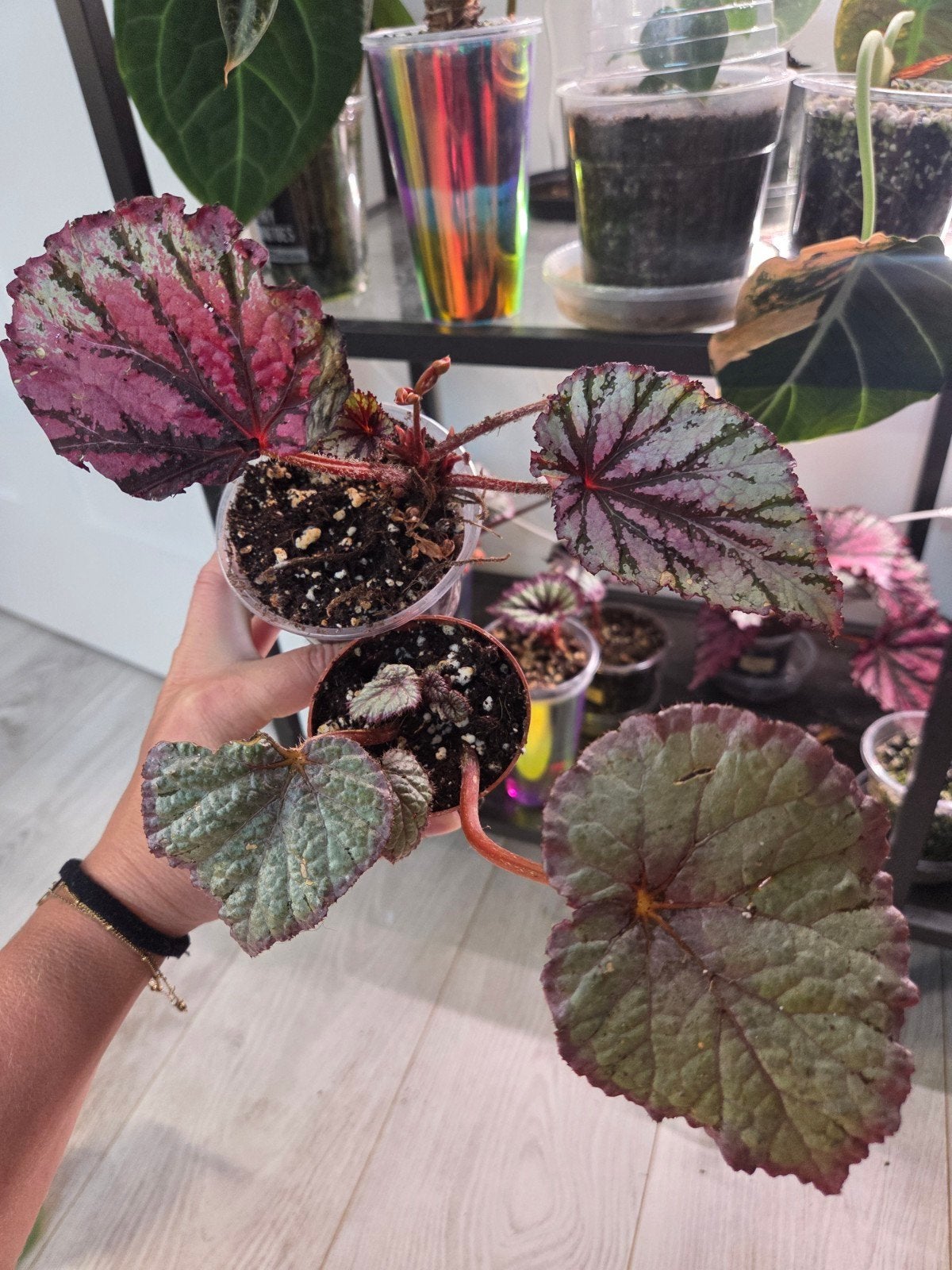 Begonia 2x, Ophalen of Verzenden, Halfschaduw, Minder dan 100 cm
