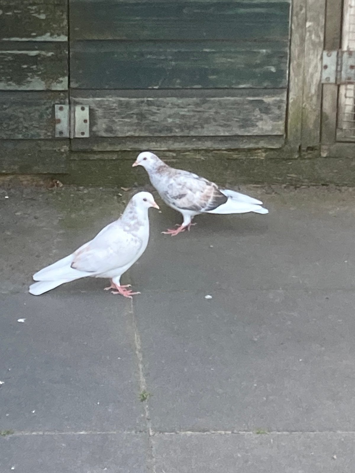 Birmingham rollers, Dieren en Toebehoren, Vogels | Duiven, Mannelijk