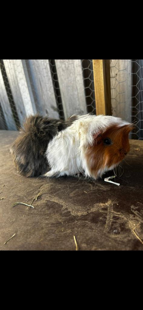 Meerdere cavia’s peruvian & ch teddy, Dieren en Toebehoren, Mei, Vrouwelijk, Cavia