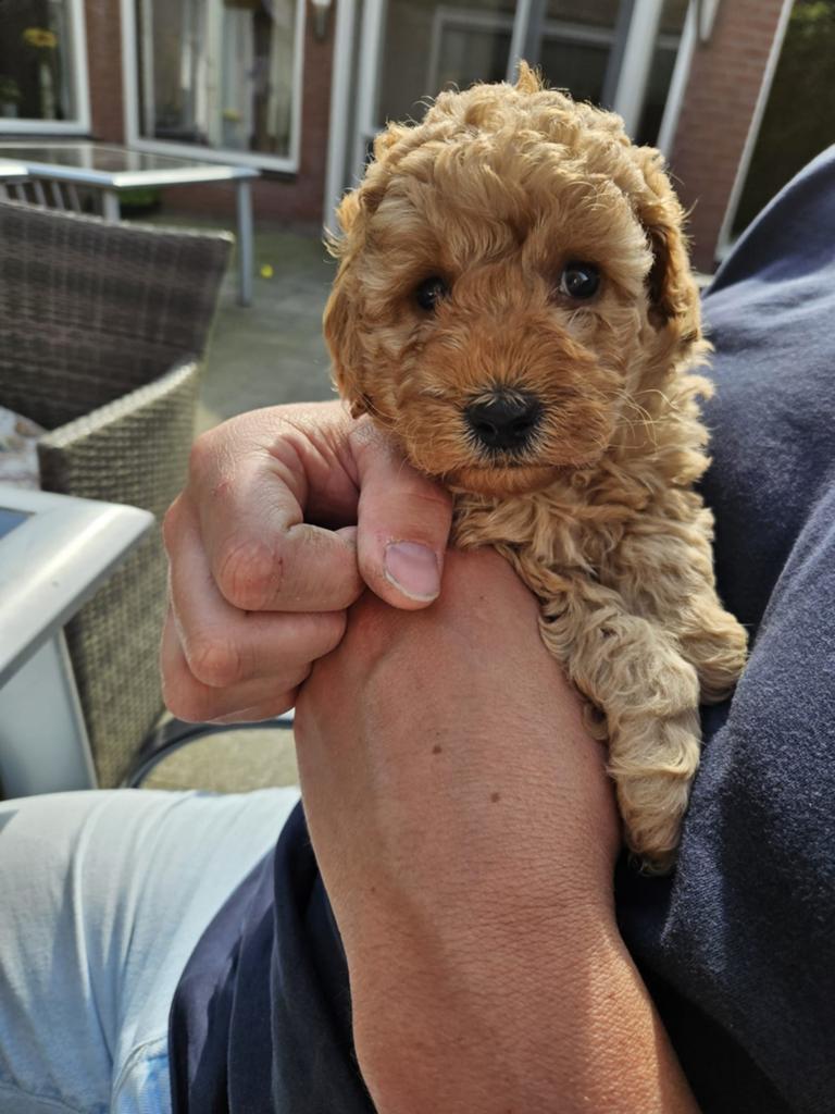 Gastgezin! Gezocht voor lieve mini Labradoodle, 8 tot 15 weken, Teef, Eén hond, Klein