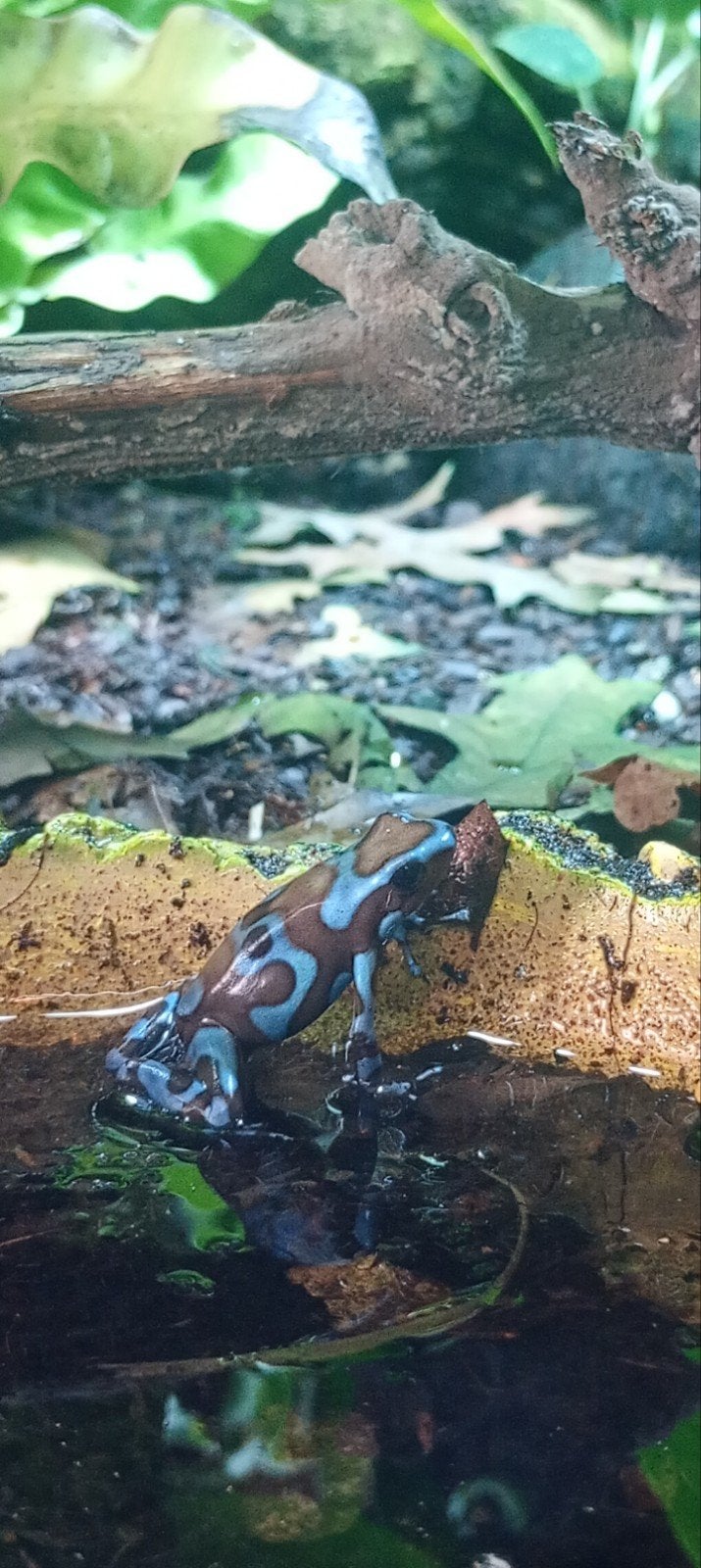 Dendrobates auratus 'super blue' 0.1 Frog - female for sale from Jisri