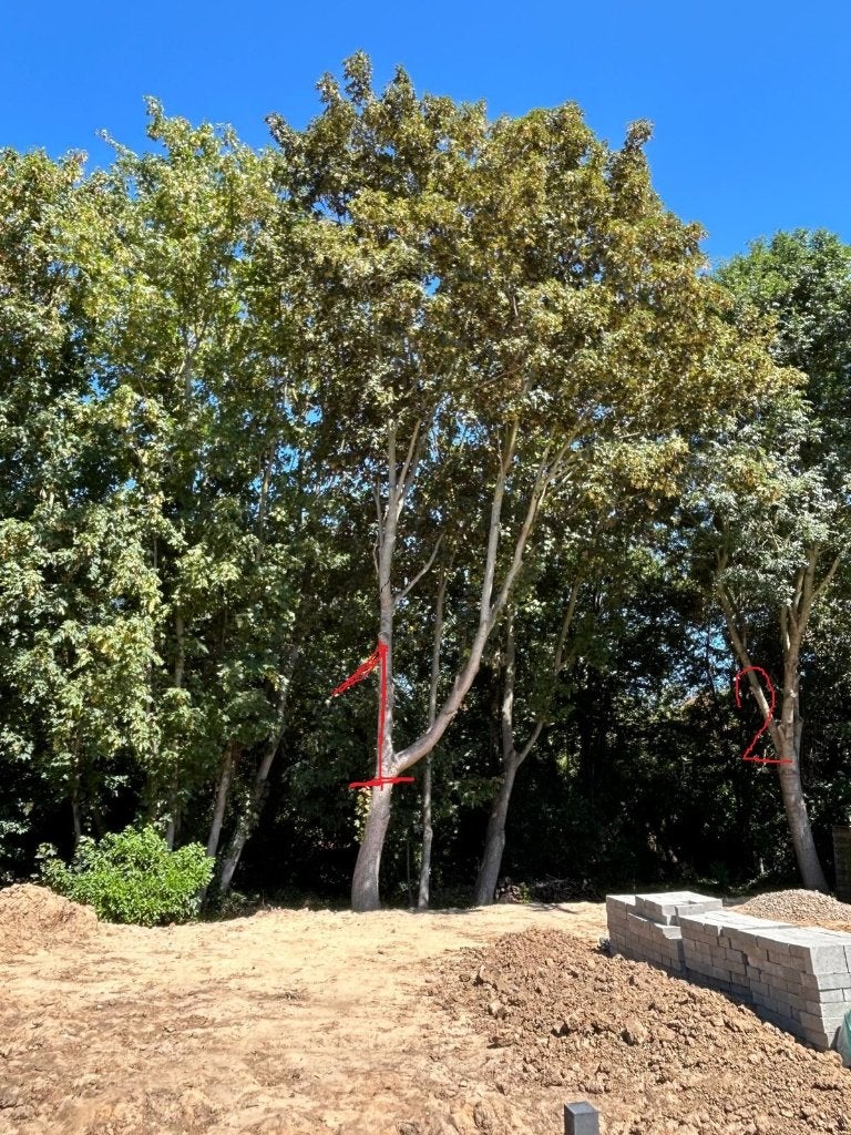 Gratis hout in ruil voor rooien van 2 bomen, Tuin en Terras, Ophalen, Volle zon, Overige soorten