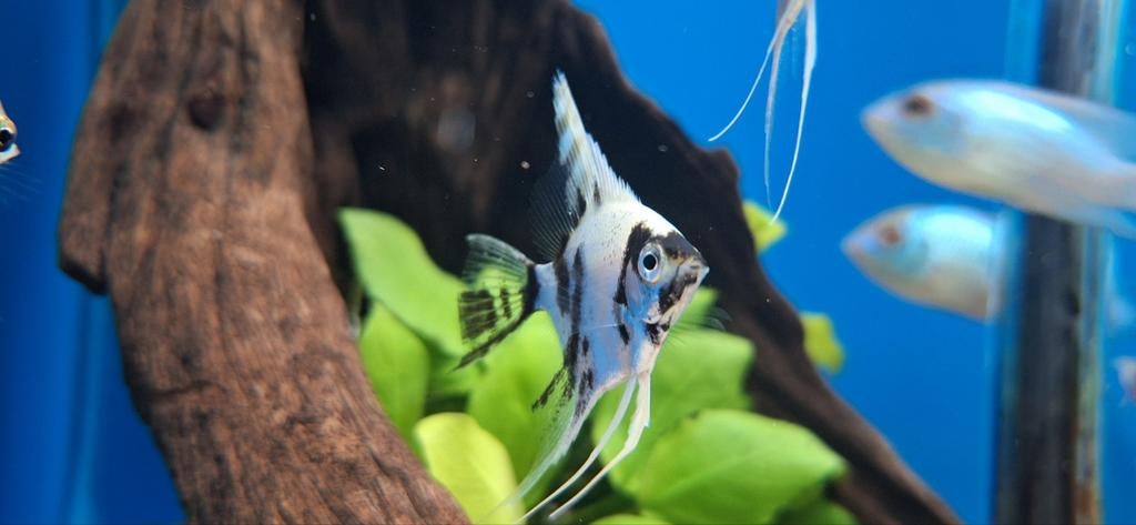 Maanvis panda pterophyllum scalare aquarium vissen kopen, Dieren en Toebehoren, Vis