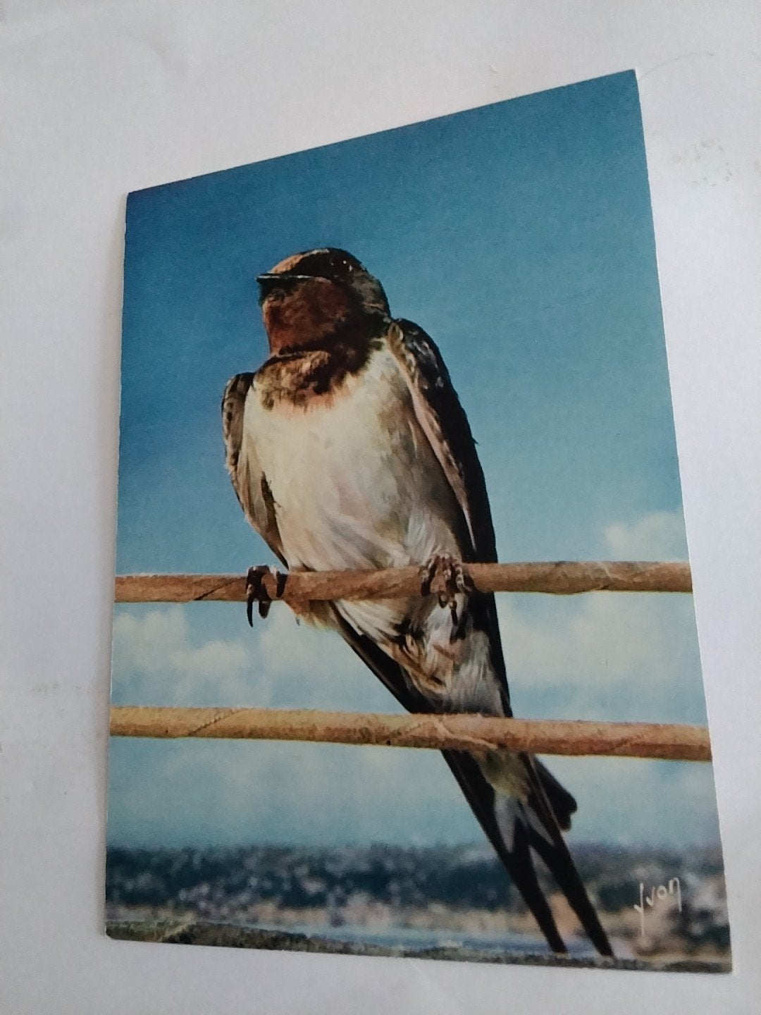 Vintage Ansichtkaart Zwaluw - Les Oiseaux de Jean Lourane, Ophalen of Verzenden