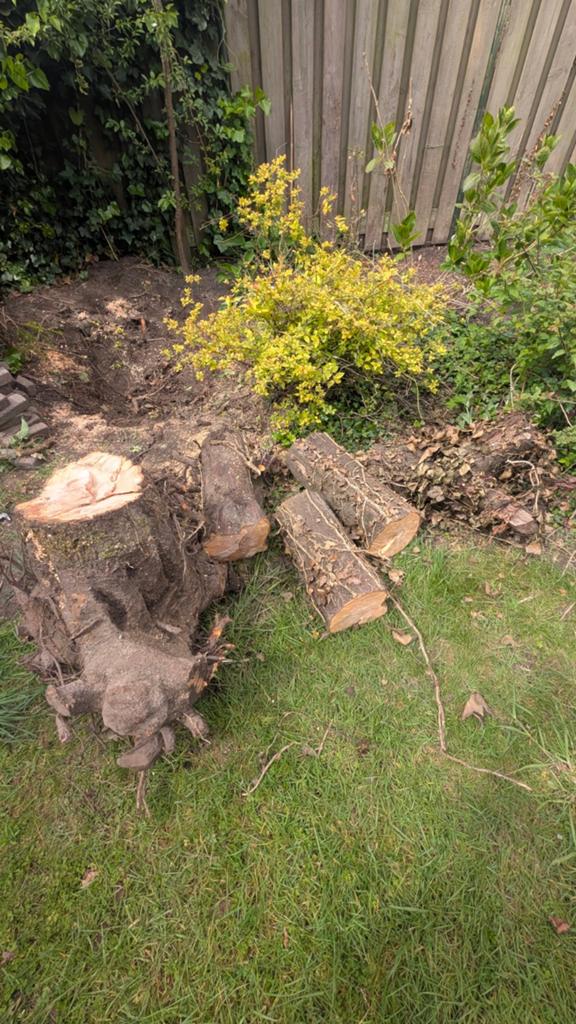 Boomstam, Tuin en Terras, Ophalen of Verzenden, Overige soorten