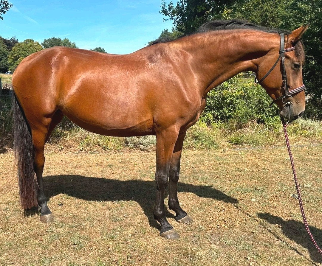 Topbrave 4 jr PRE x KWPN merrie 1,67m(recr-manege-sport), Dieren en Toebehoren, Paarden, Merrie, Met stamboom, Dressuurpaard, Zadelmak