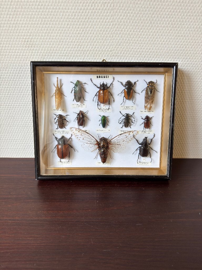 Vintage Opgezette Kevers, Insecten in Zwarte Lak Lijst, Verzamelen, Ophalen of Verzenden, Zo goed als nieuw, Insect, Opgezet dier