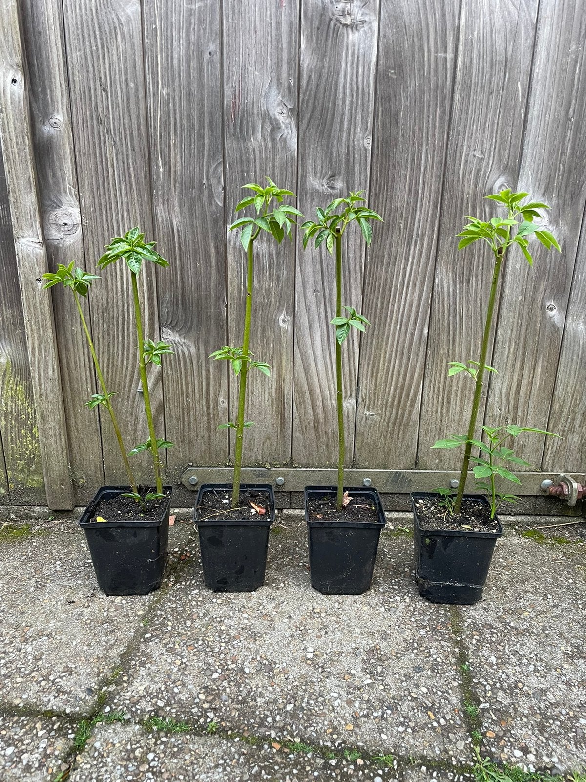 Pimpernoot Staphylea colchica, Tuin en Terras, Planten | Bomen, Ophalen of Verzenden, Volle zon, Overige soorten, Minder dan 100 cm