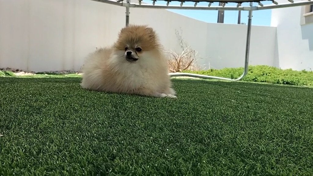 Pomeriaan Puppy’s met Stamboom – Oekraïense Berenkop-lijn, Overige rassen, 8 tot 15 weken, Buitenland, Parvo