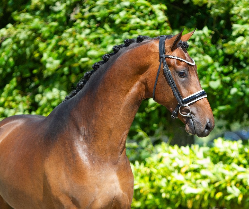 3 jarige top dressuurhengst Merlot, Dieren en Toebehoren, Dressuurpaard, Hengst, Onbeleerd, 170 tot 175 cm