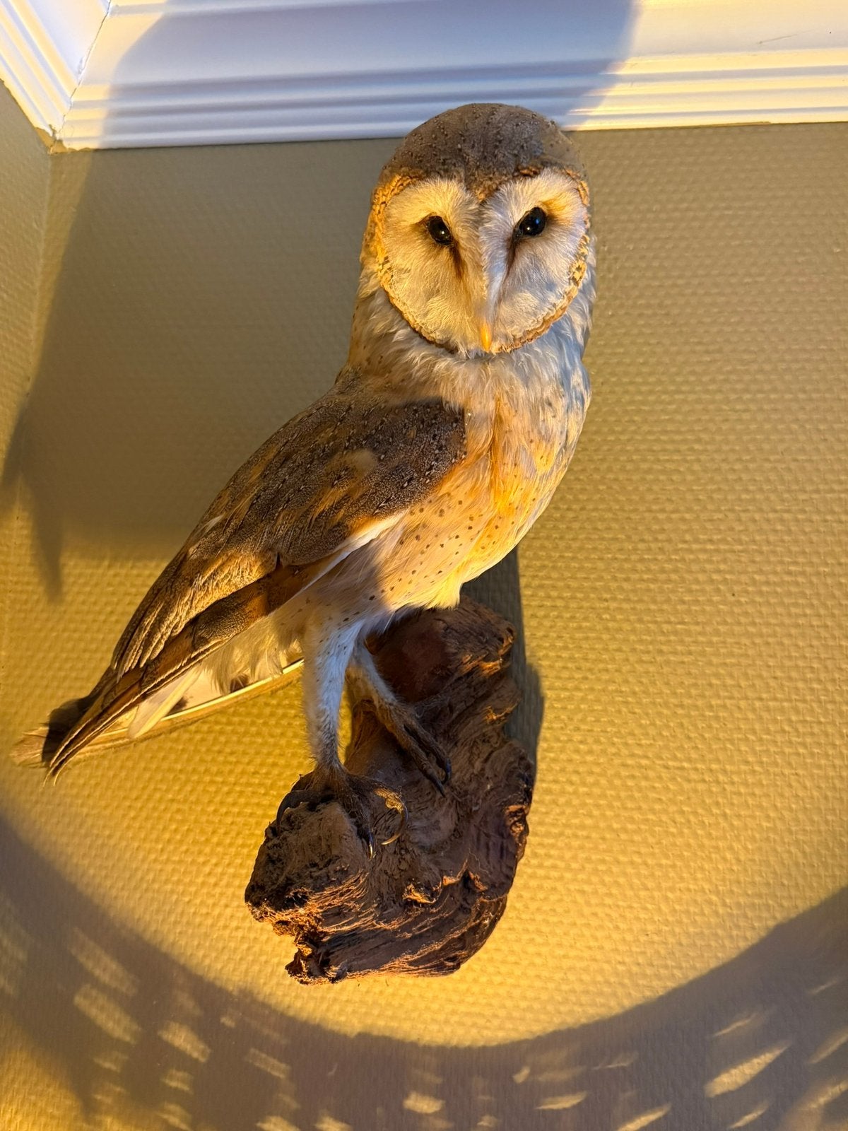 Taxidermie/opgezette kerkuil, Verzamelen, Dierenverzamelingen, Ophalen of Verzenden, Zo goed als nieuw, Vogel, Opgezet dier