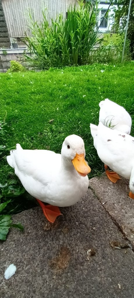 kwakertjes, Dieren en Toebehoren, Pluimvee, Meerdere dieren, Eend