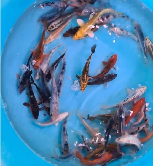 Koi 12–15 cm uit eigen kwekerij – Koidream Valburg, Karper of Koi