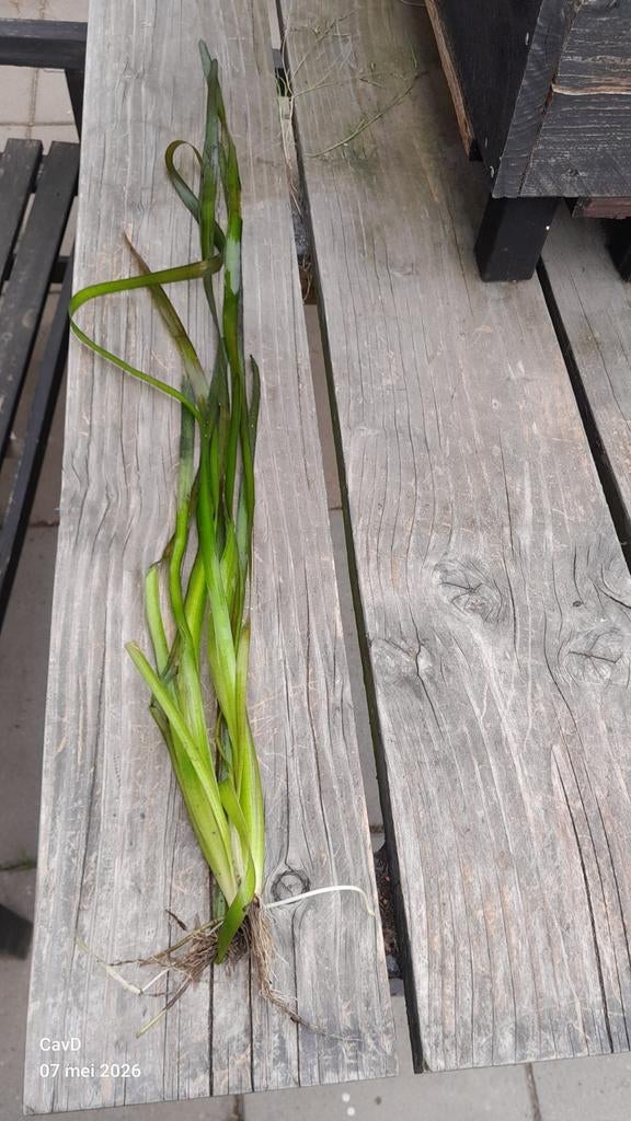 Te koop valisinera planten gigante, Dieren en Toebehoren, Ophalen, Gebruikt, Plant(en), Steen of Hout