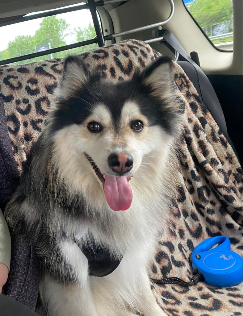 Super Lieve Pomsky F2 kruising 1 jaar, 1 tot 2 jaar, Parvo, Eén hond, Nederland