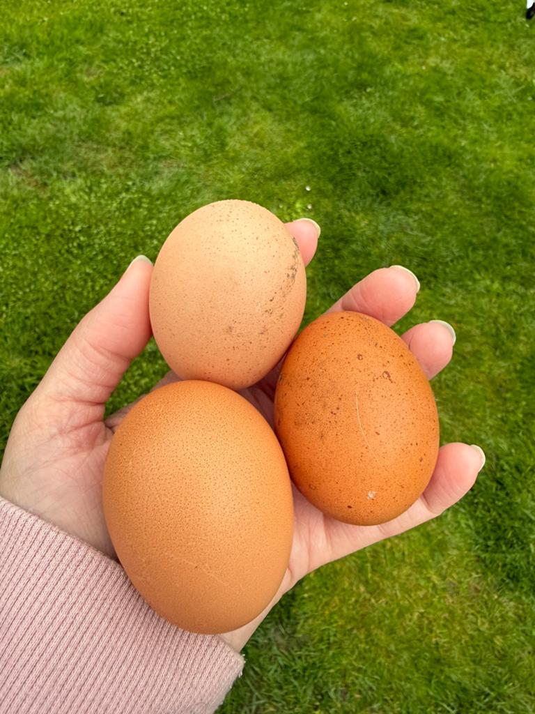 Legkip x Bramha broedeieren, Dieren en Toebehoren, Pluimvee, Geslacht onbekend, Kip