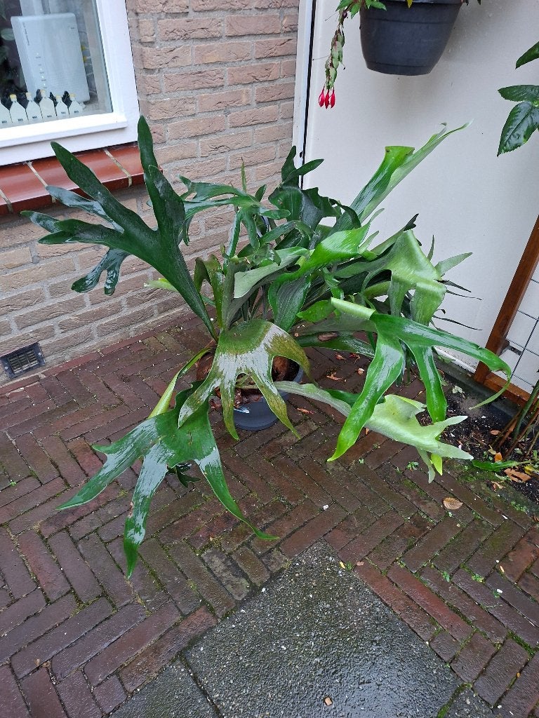 Hertshoorn, Ophalen, Overige soorten, Halfschaduw, In pot