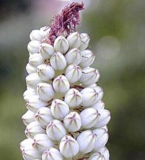 Caudex Urgenia Scilla Maritimo ( Port Elizabeth) Zuid Afrika, Huis en Inrichting, Overige soorten, Ophalen of Verzenden, In pot