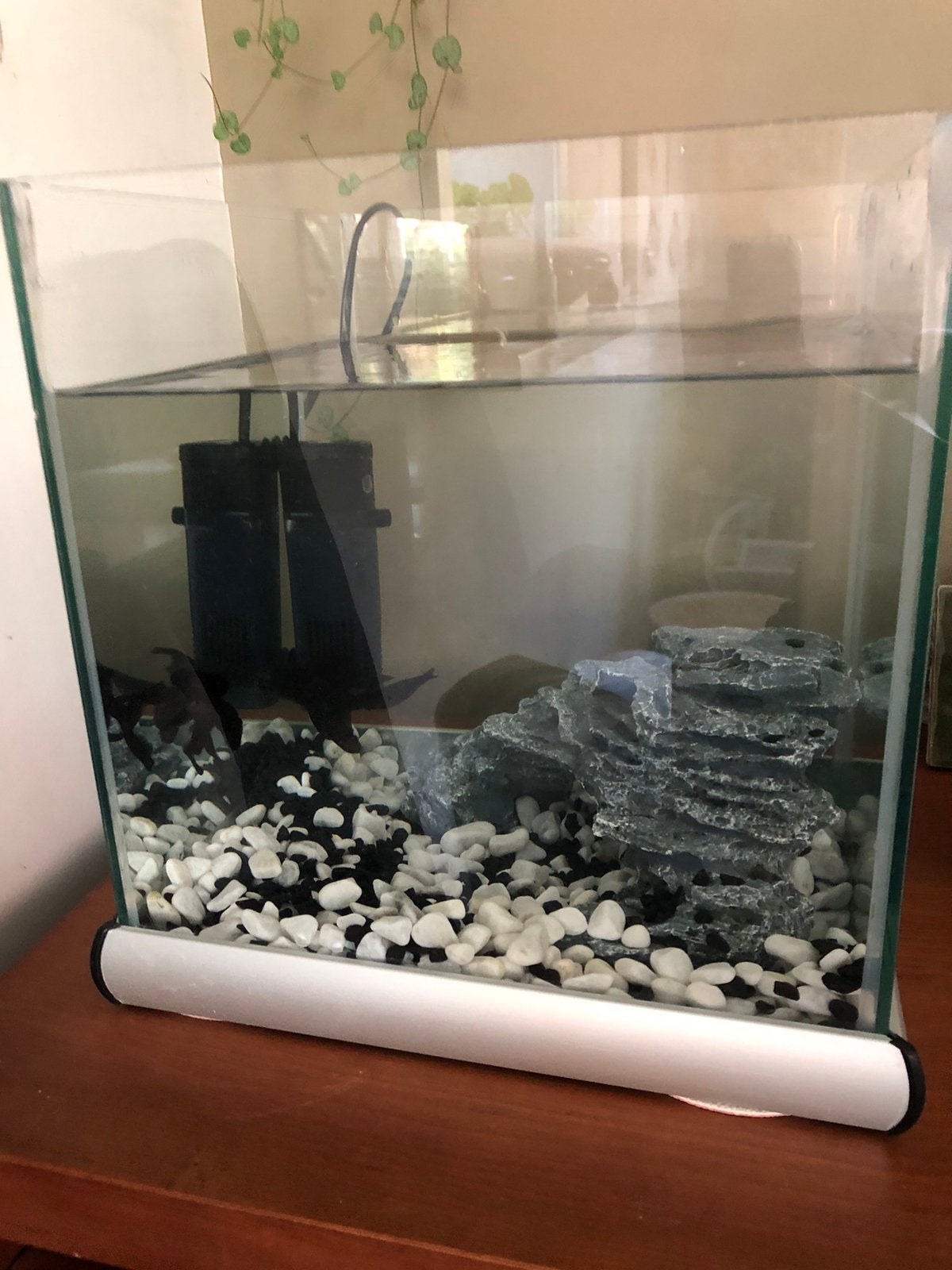 Aquarium bak met vissen, Ophalen of Verzenden, Zo goed als nieuw, Gevuld zoetwateraquarium