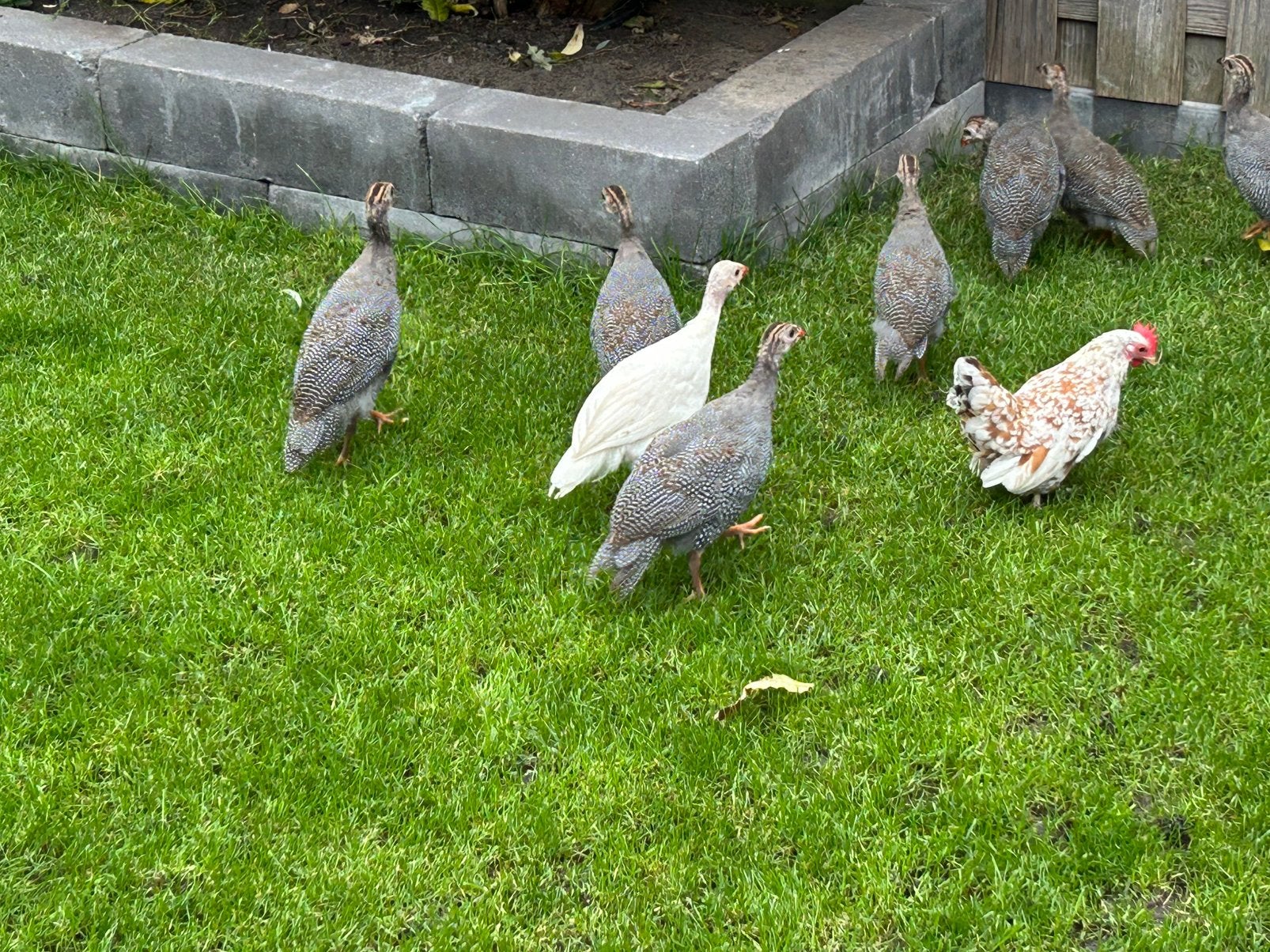 Acht natuurbroed parelhoenders te koop!, Dieren en Toebehoren, Geslacht onbekend