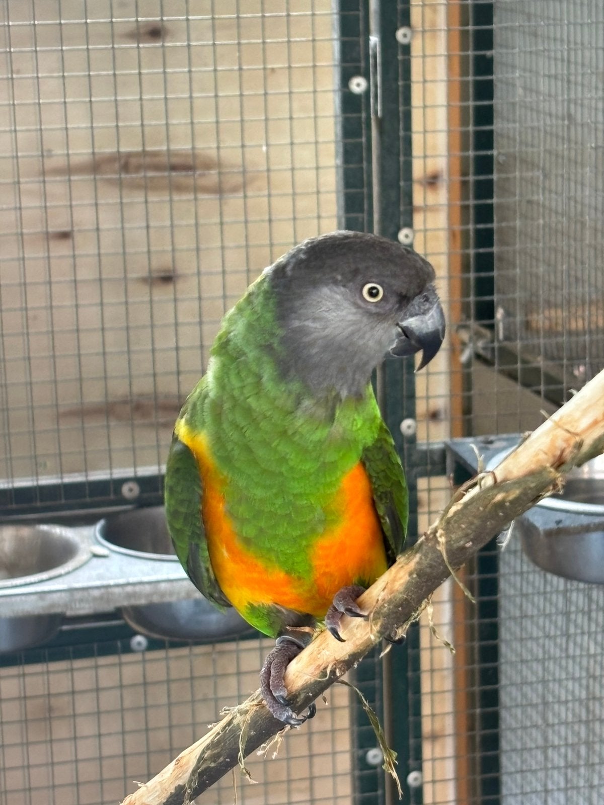Koppel meyer x bonte boer, Meerdere dieren, Papegaai, Geringd