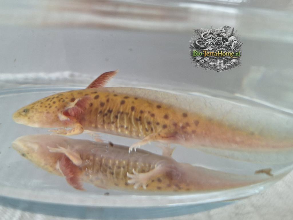 Axolotl (Copper kleur), Amfibie, 0 tot 2 jaar
