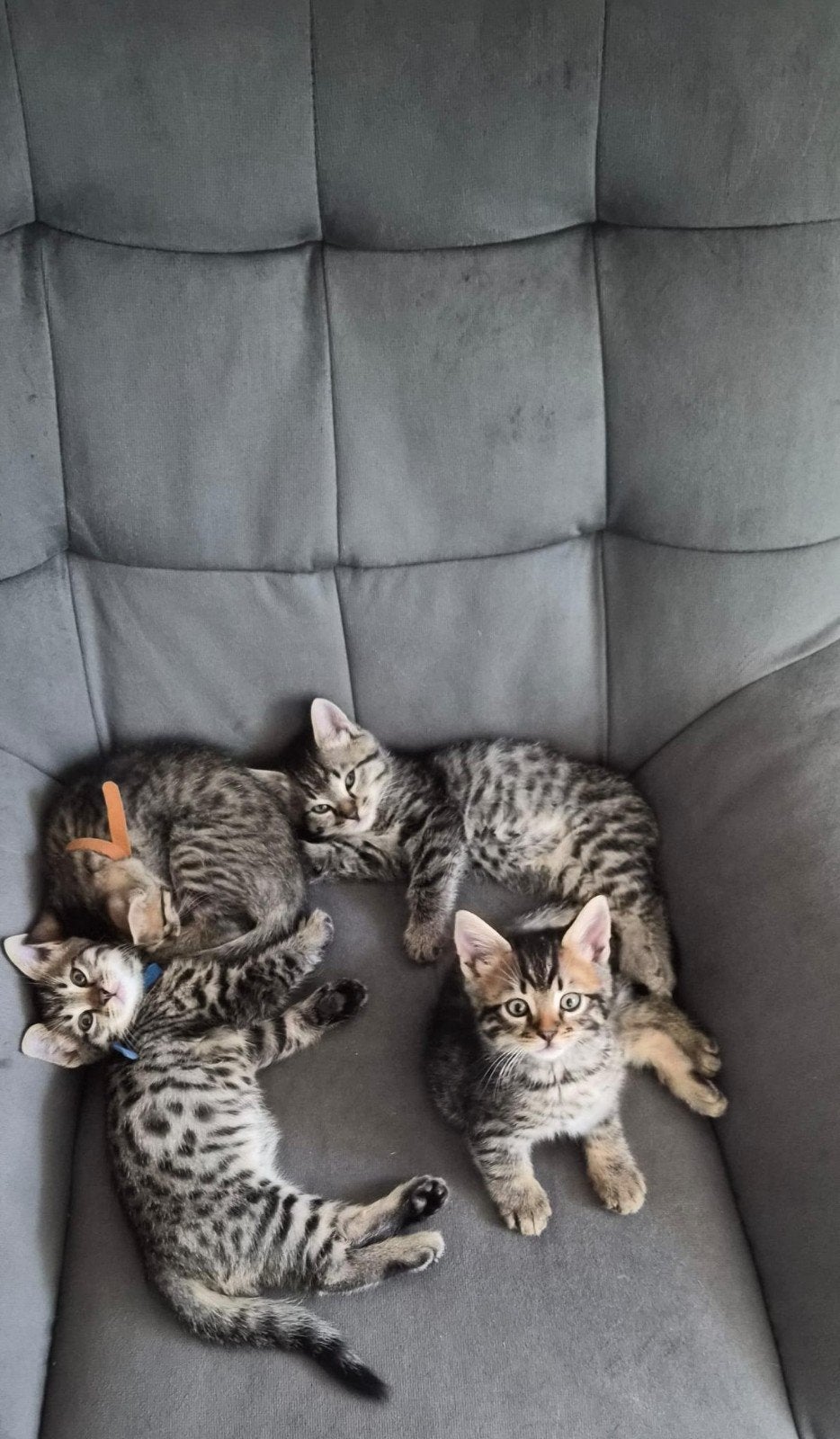 - 10 week - bengaal x savannah - mainecoon, Dieren en Toebehoren, Meerdere dieren, Ontwormd, 0 tot 2 jaar