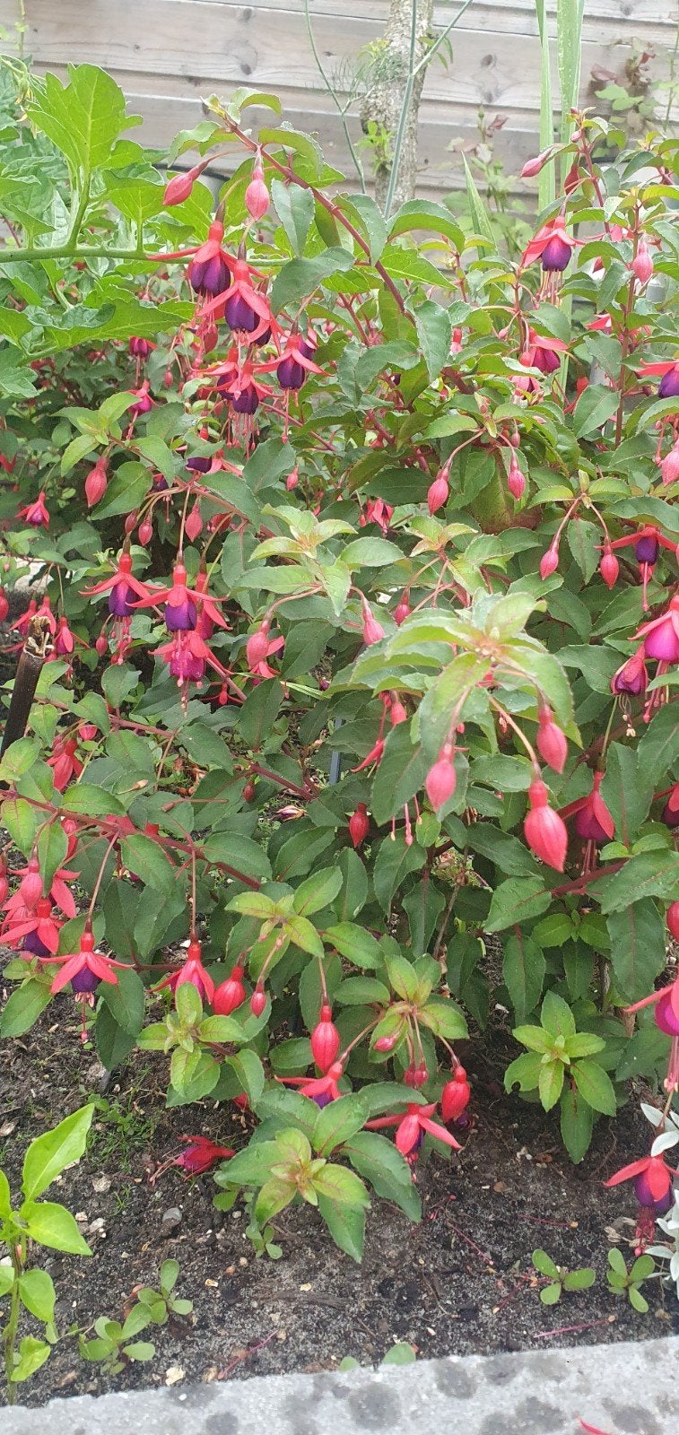 Mooie grote fuchsia vol bloemen, Tuin en Terras, Planten | Tuinplanten, Vaste plant, Halfschaduw, Zomer, Ophalen
