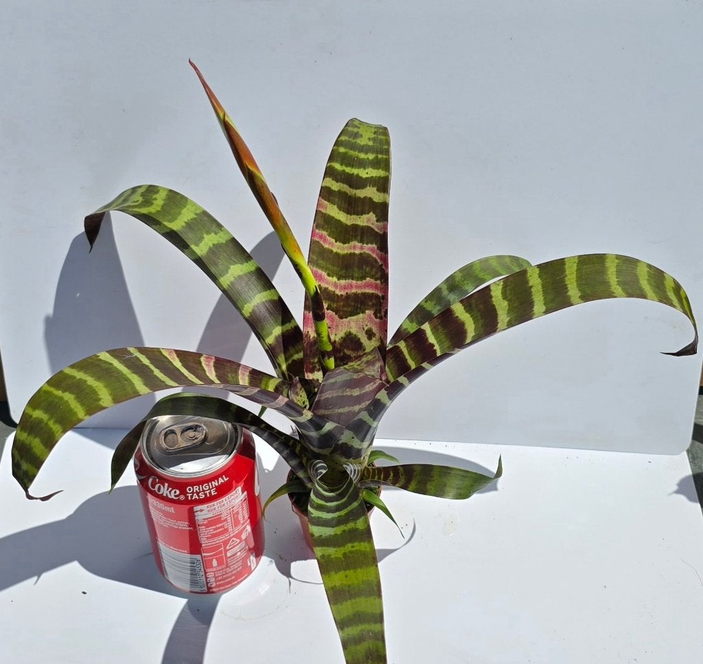 bromelia's, vriesea bromelia voor paludarium,  terrarium, Dieren en Toebehoren, Reptielen en Amfibieën | Toebehoren, Ophalen of Verzenden