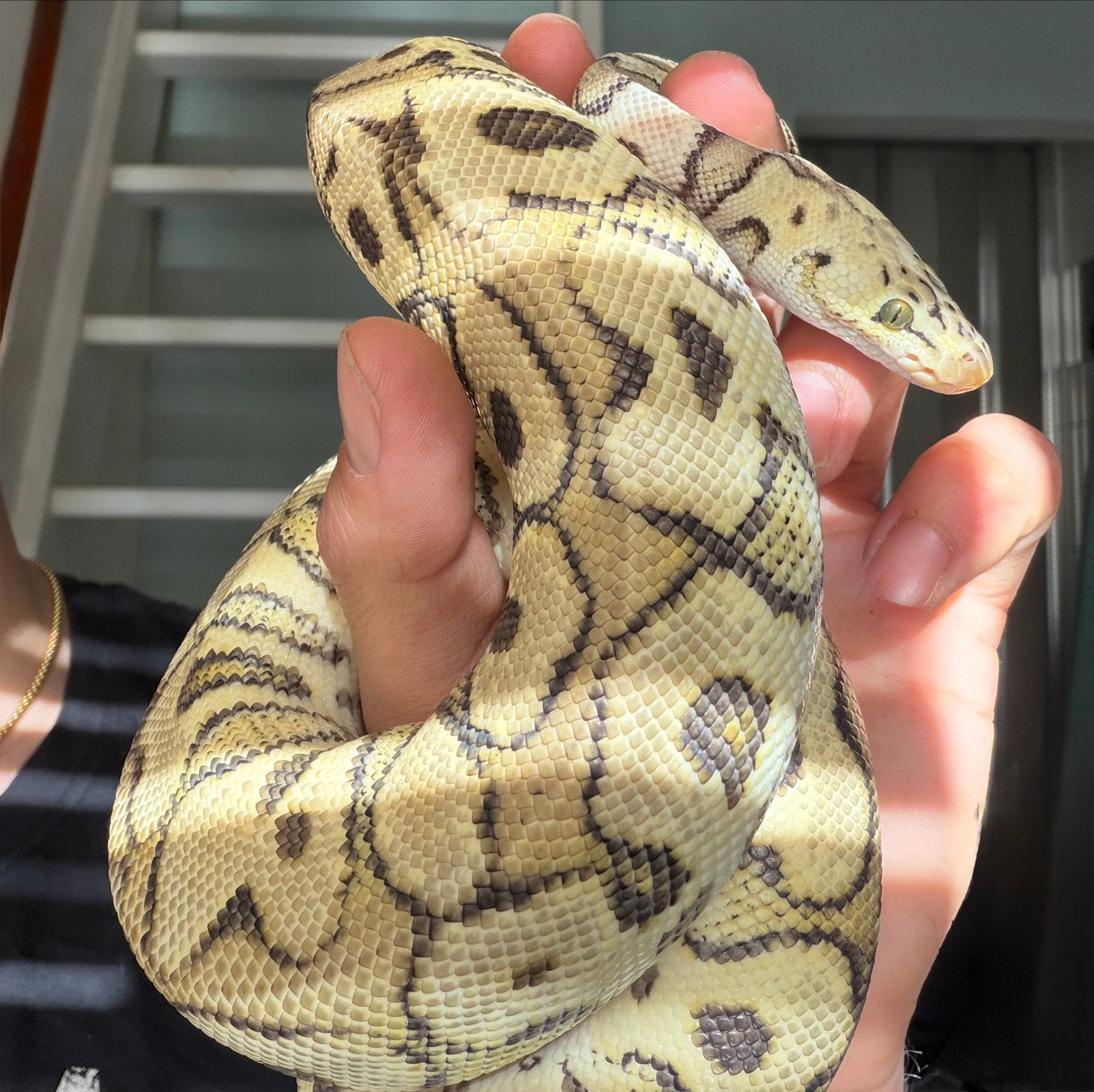 Python regius sfc