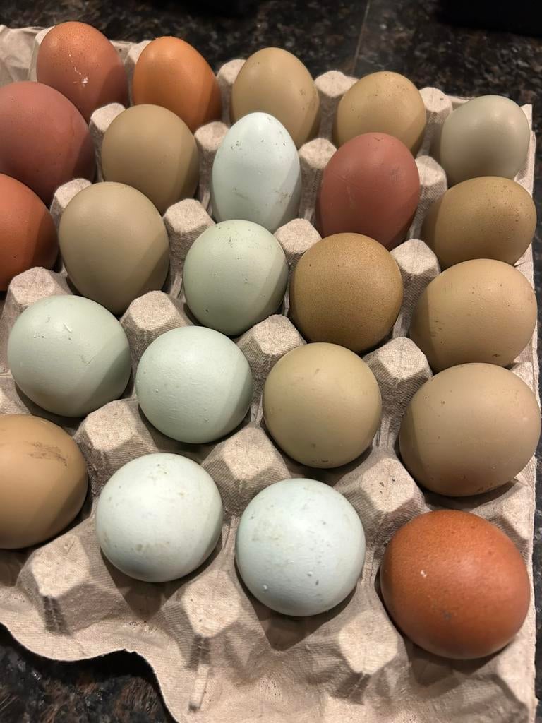 Broedeieren Marans x creamlegbar, Dieren en Toebehoren, Pluimvee, Kip, Geslacht onbekend