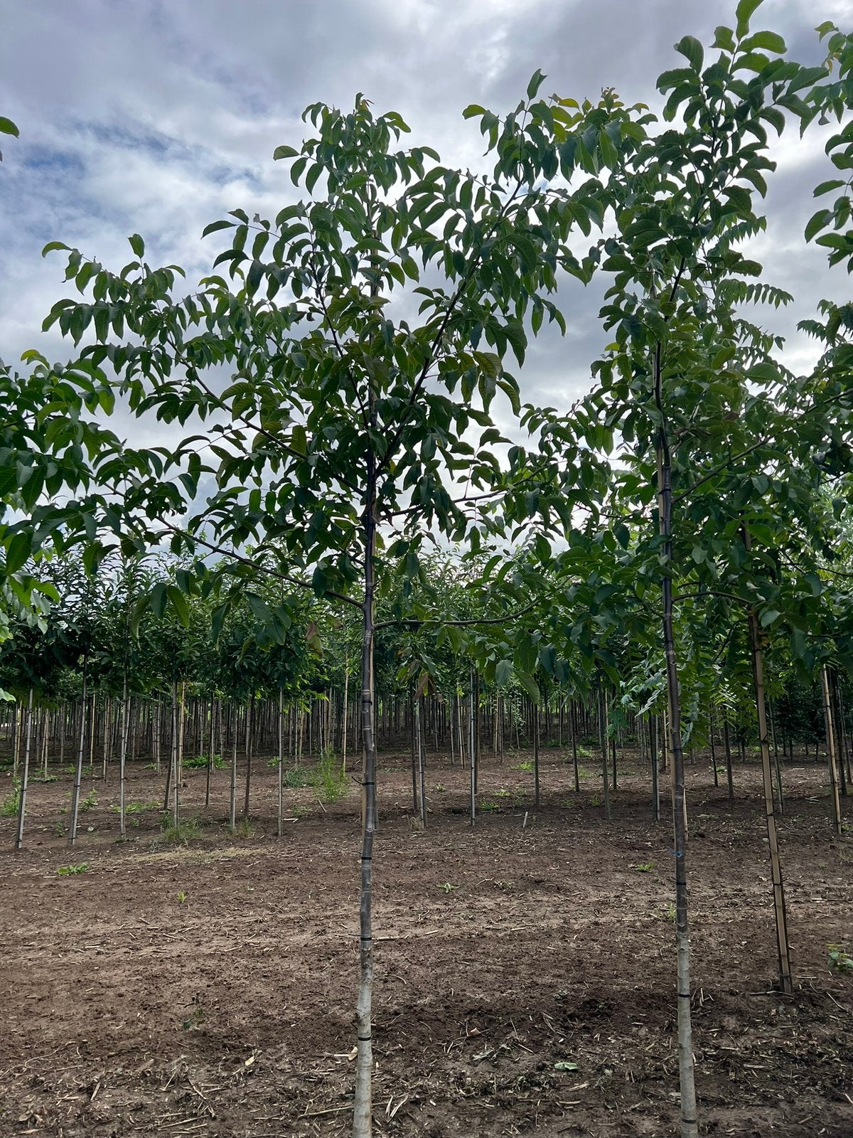 Juglans Regia notenboom, Ophalen, 250 tot 400 cm