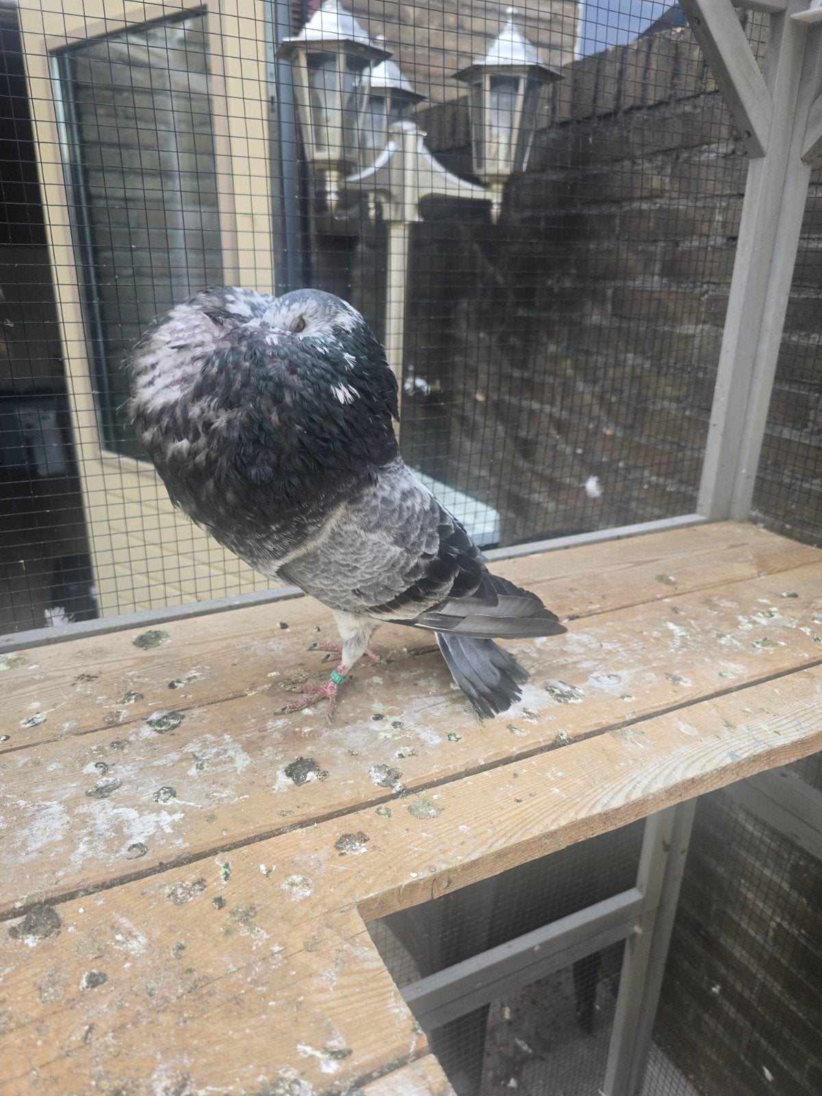 Gaditano duif, Dieren en Toebehoren, Vogels | Duiven, Vrouwelijk, Kropper