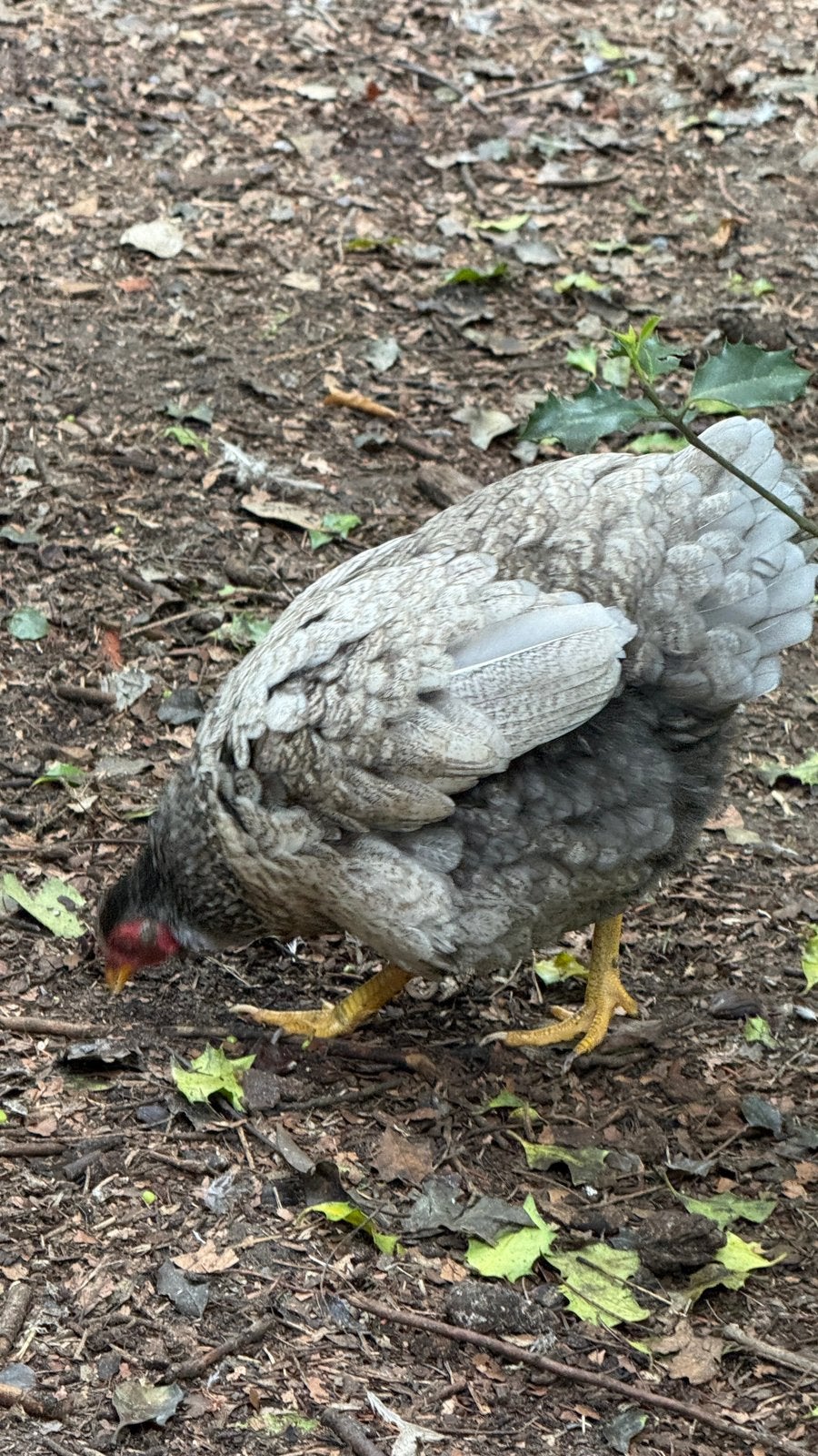 Volwassen Wyandotte kriel kip hen zilverblauw gezoomd, Dieren en Toebehoren, Pluimvee, Vrouwelijk, Kip