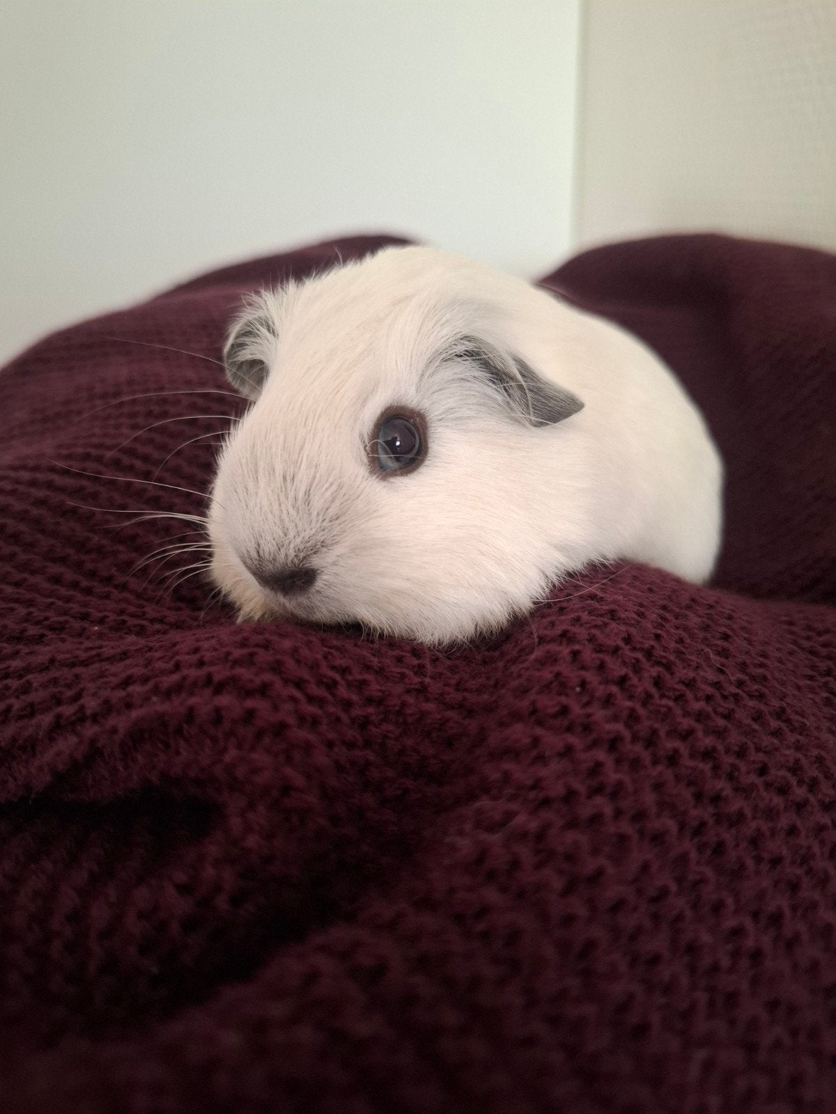 Prachtige zuivere witte california beertjes (2), Dieren en Toebehoren, Cavia, Mannelijk, Tam, September