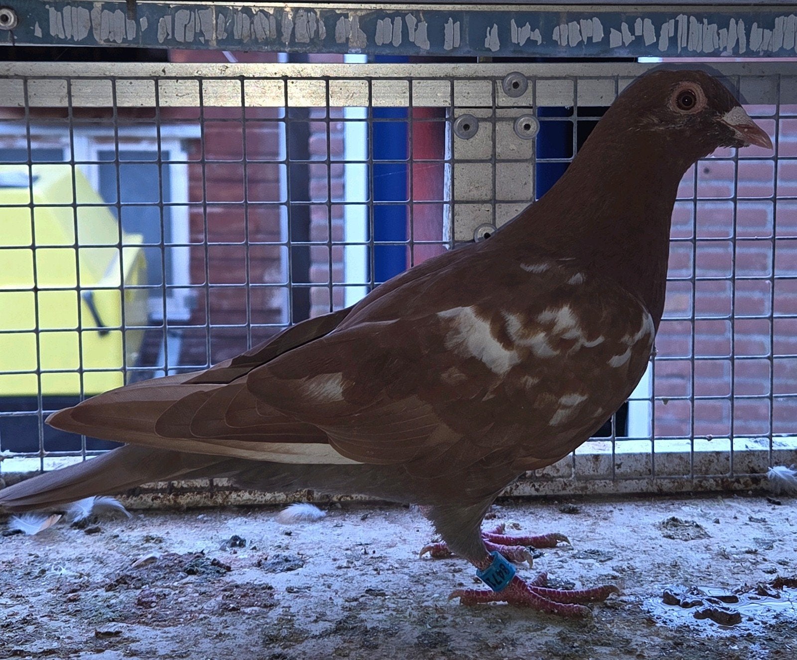postduif doffer 2026, Dieren en Toebehoren, Vogels | Duiven, Mannelijk, Postduif