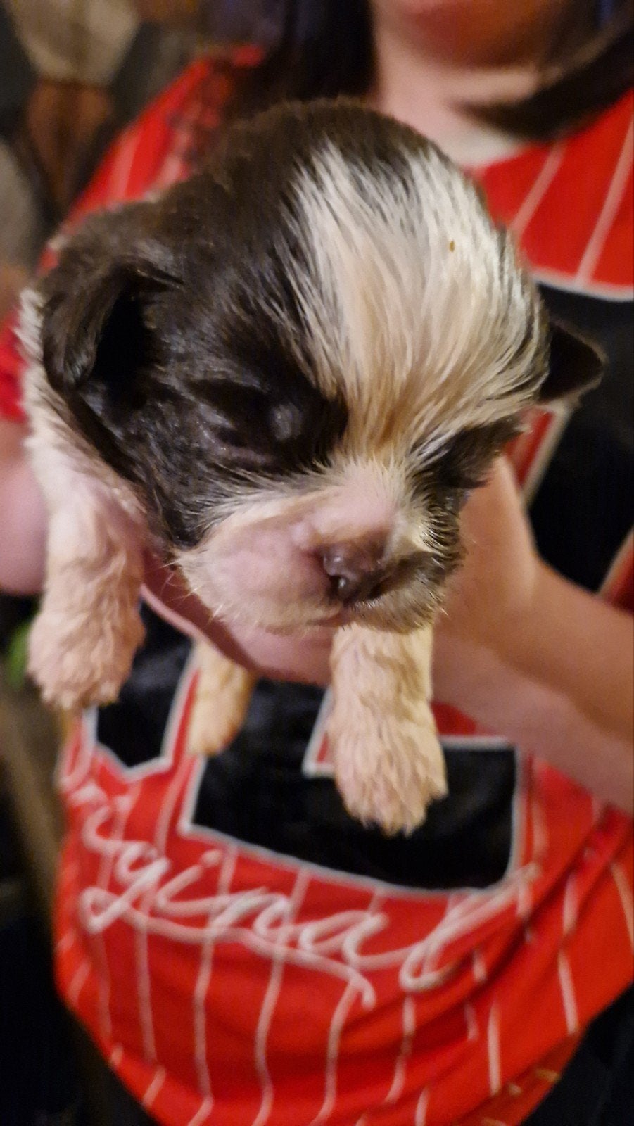 raszuivere shih tzu pups nog1bruinwitreutje beschikbaar🐶🩵, Dieren en Toebehoren, Overige rassen, 8 tot 15 weken, Meerdere, Meerdere dieren