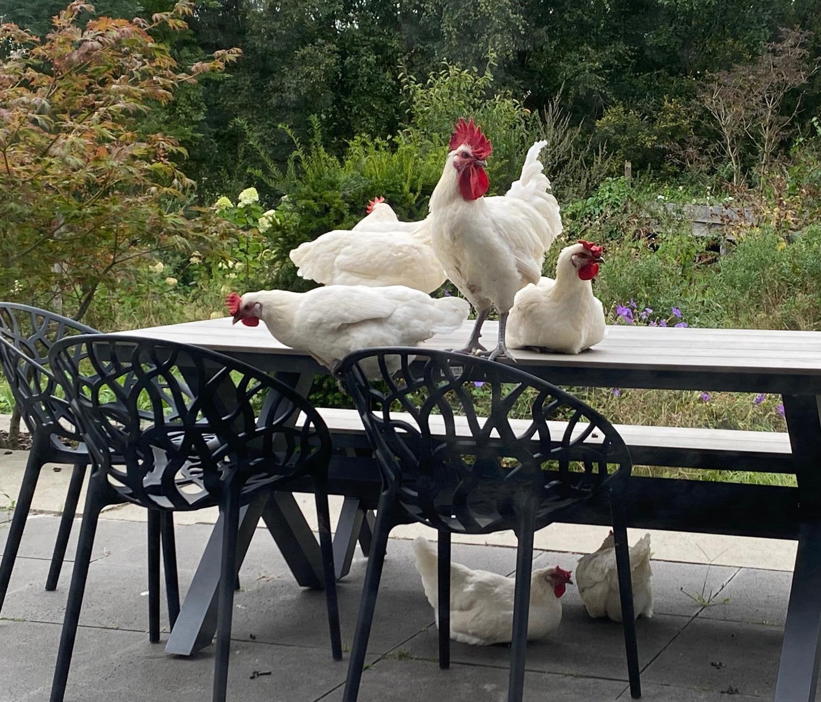 Poulet de bresse hanen, Dieren en Toebehoren, Mannelijk, Kip