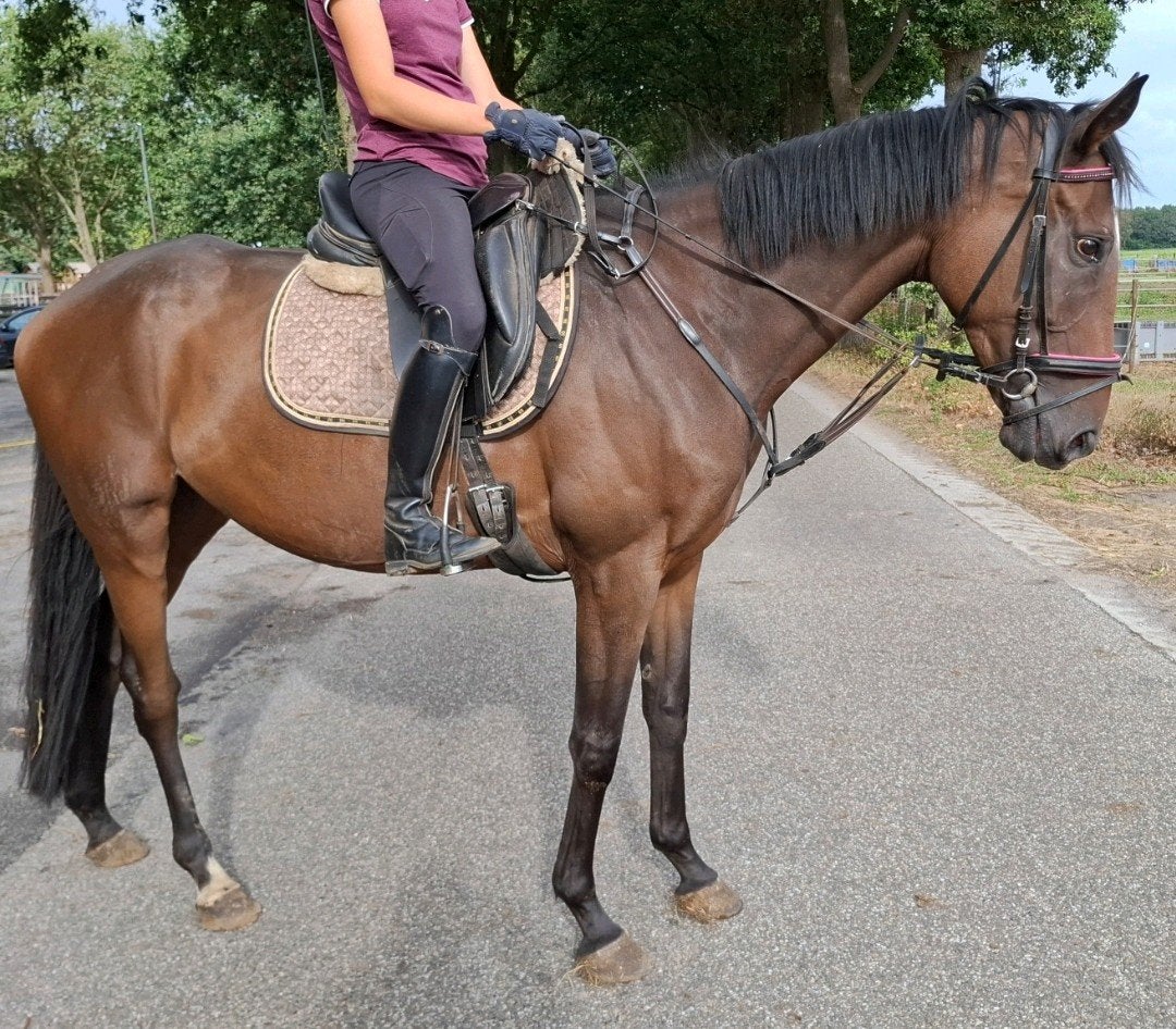 Topbrave 5 jr allrounder van ca 1,65m-recreatie-manege-sport, Dieren en Toebehoren, Merrie, 3 tot 6 jaar, 160 tot 165 cm, Recreatiepaard