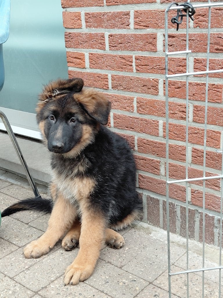 Duitse Herderpuppy's te koop, België, Particulier, 8 tot 15 weken, Teef