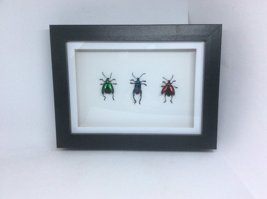 insekt  Sagra Longicolius, Verzamelen, Ophalen of Verzenden, Nieuw, Insect, Opgezet dier