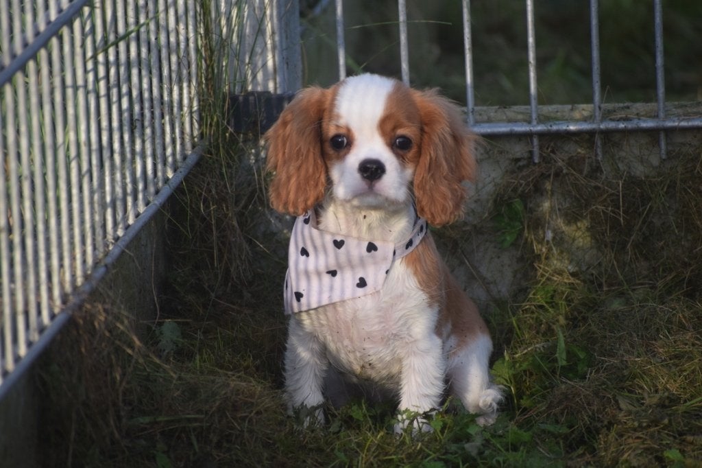 Cavalier King Charles spaniel pups, 15 weken tot 1 jaar, Buitenland, Meerdere, Meerdere dieren