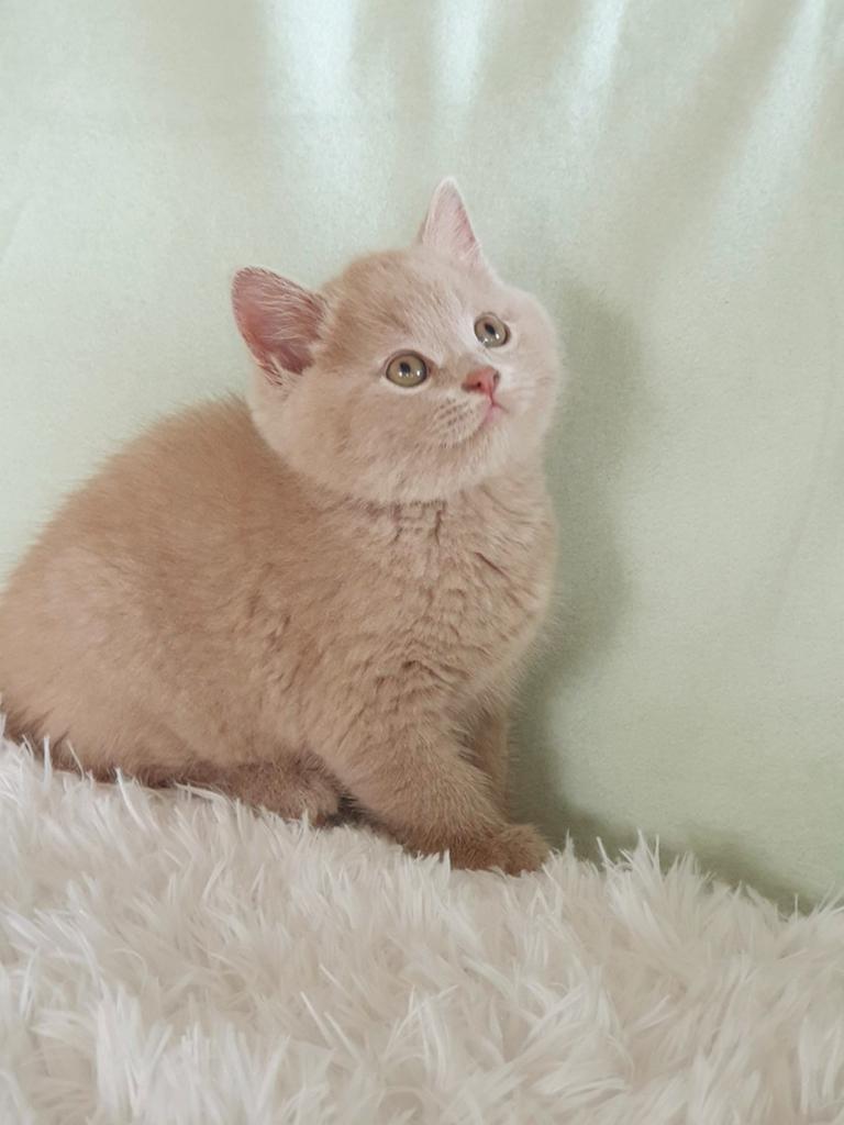 Prachtige britse korthaar kittens, Dieren en Toebehoren, Katten en Kittens | Raskatten | Korthaar, Meerdere dieren, Ontwormd, 0 tot 2 jaar