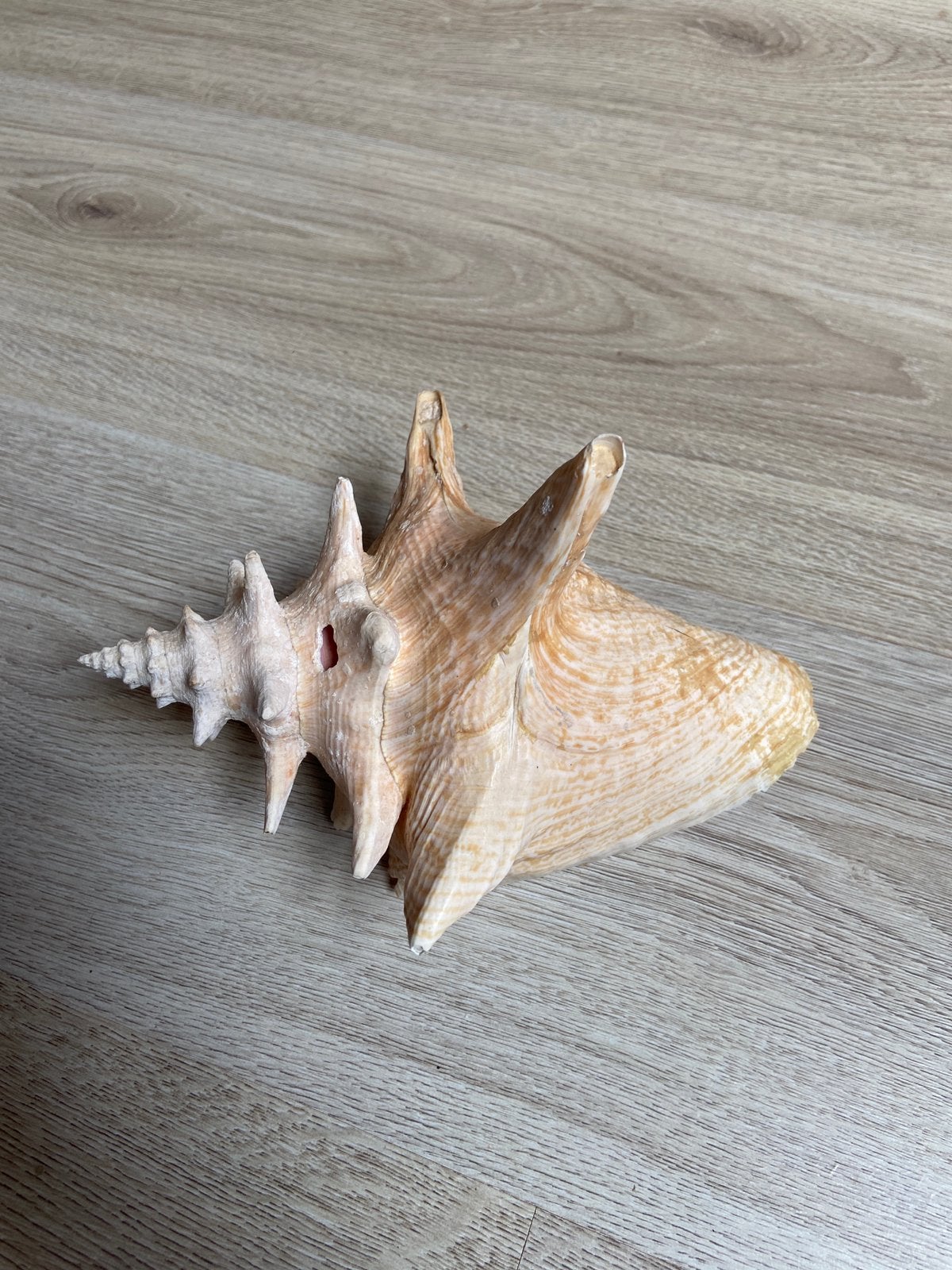 3 prachtige schelpen, Ophalen, Zo goed als nieuw