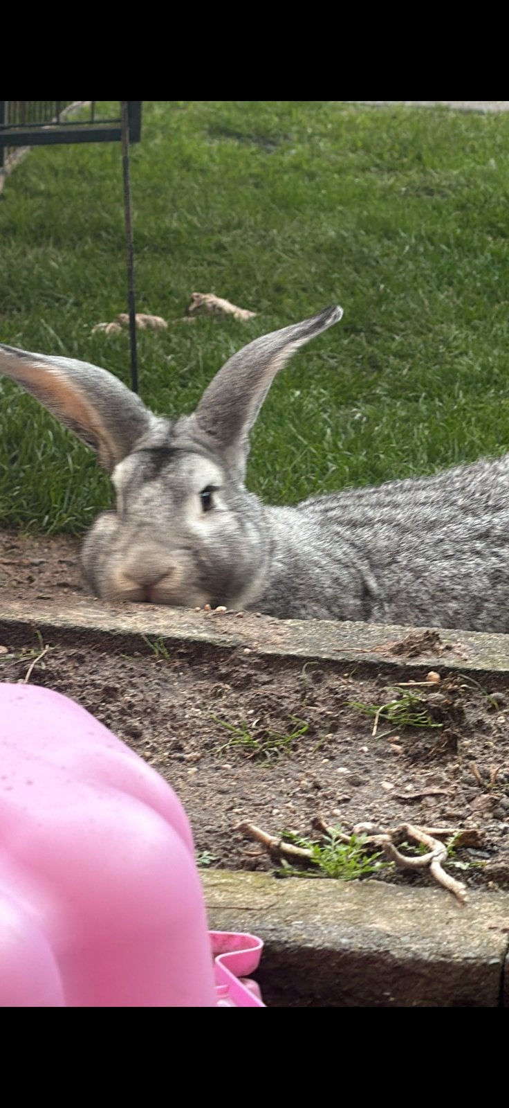 Duitse reuzen, Dieren en Toebehoren, Meerdere dieren, Groot, 0 tot 2 jaar
